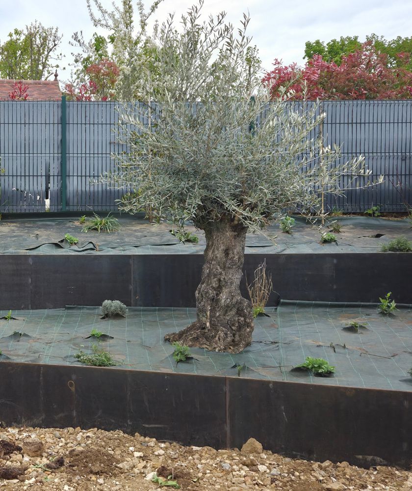 mur acier corten avec olivier